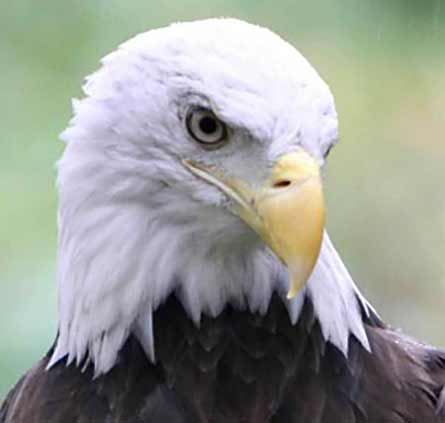 A close up of a bald eagle head