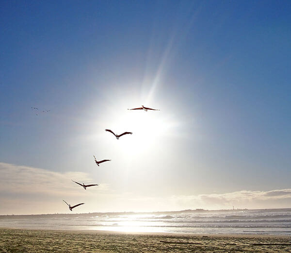 Several birds ascending in a line