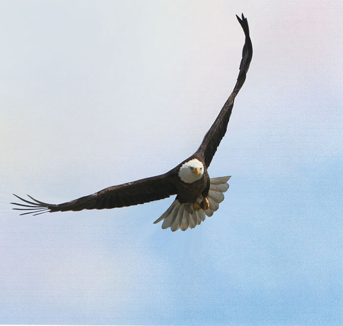 A bald eagle flying