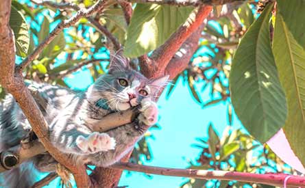 A cat lounging in a tree