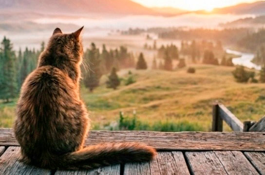 Pet Reincarnation: A Story of a Cat Who Came Back